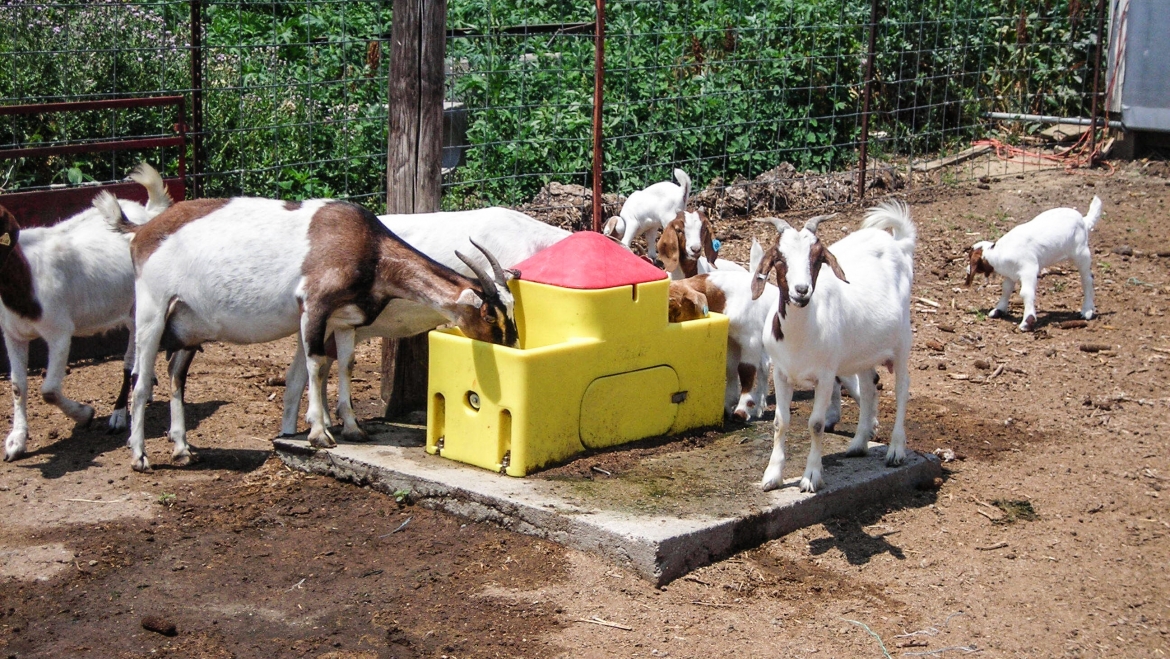 Goats-2
