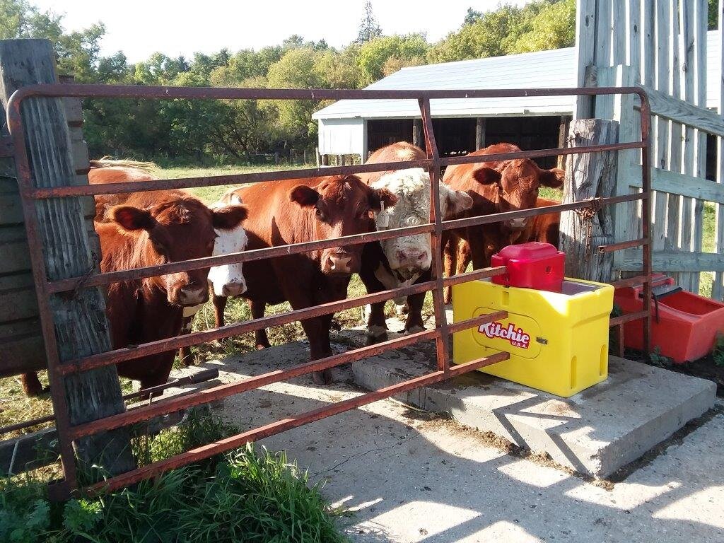 Ritchie+Cows