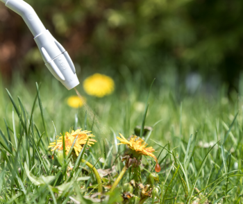 HERBICIDES: Spraying Weeds