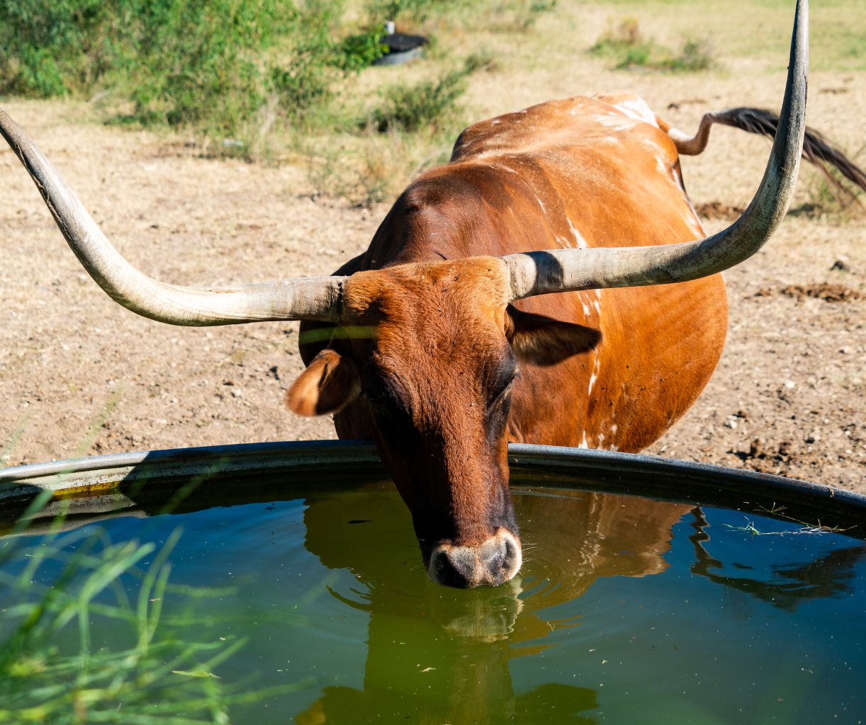 Poly water trough product information and livestock watering supplies