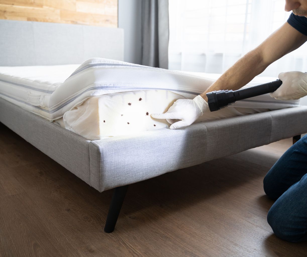 Bed bug inspection and indoor home pest management