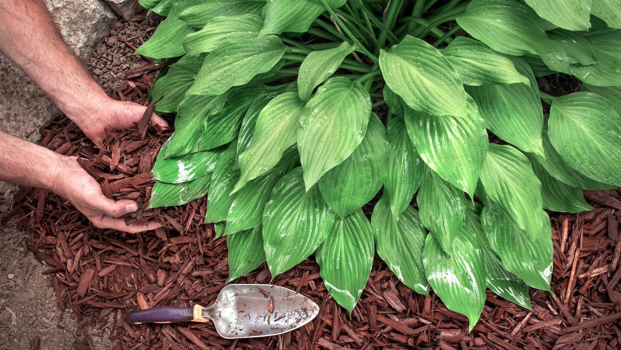 Mulch installed in a landscaped garden bed