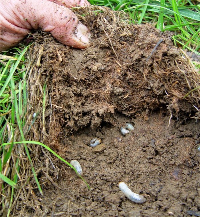 Granular insecticide and insect control