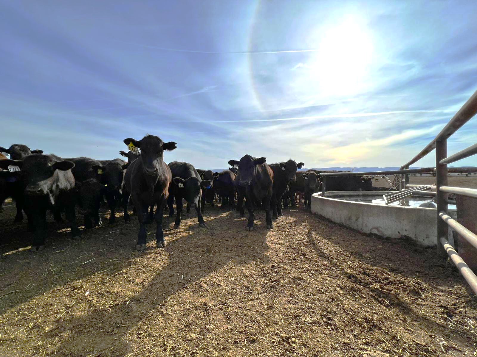 Ranchbot remote water monitoring for livestock and ranch operations