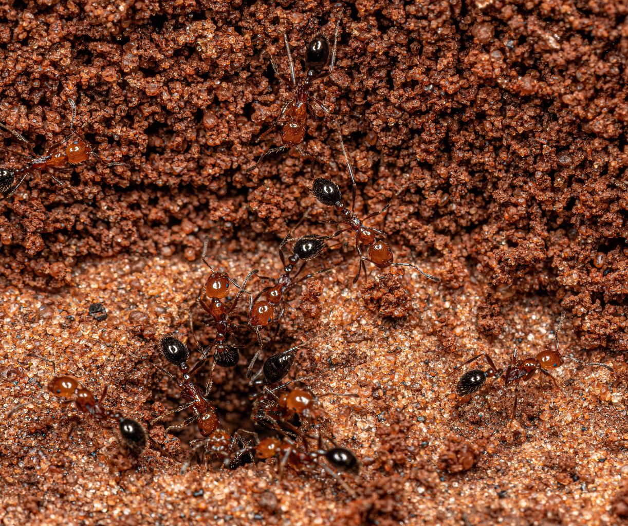 Fire ant control for lawns and outdoor areas