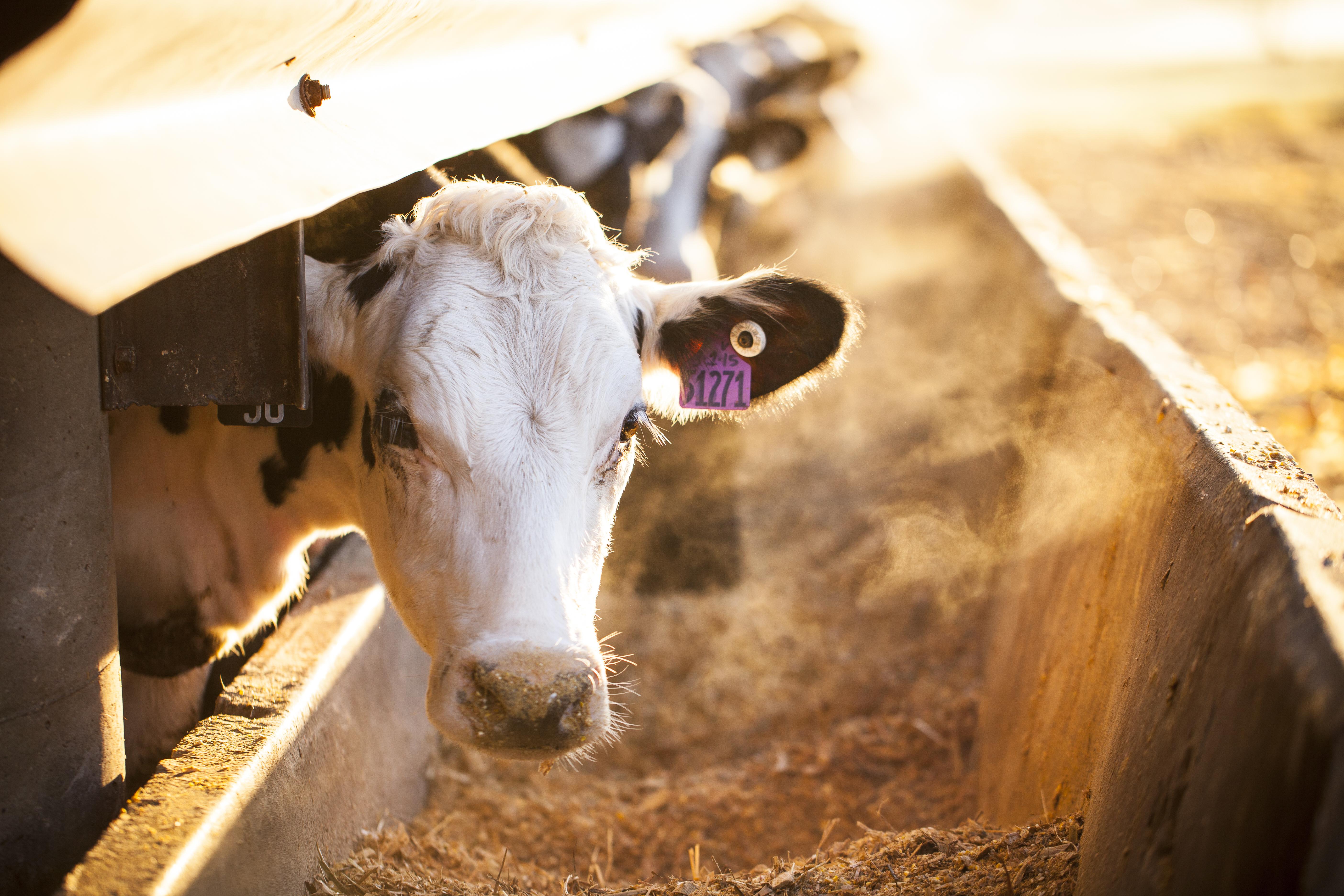 Fly and insect management products for barns, farms and ranches