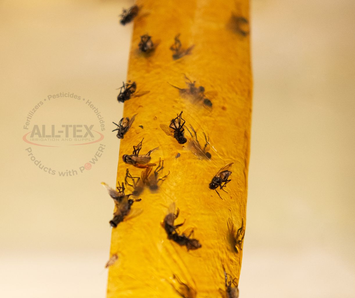 Fly sticky trap for insect management