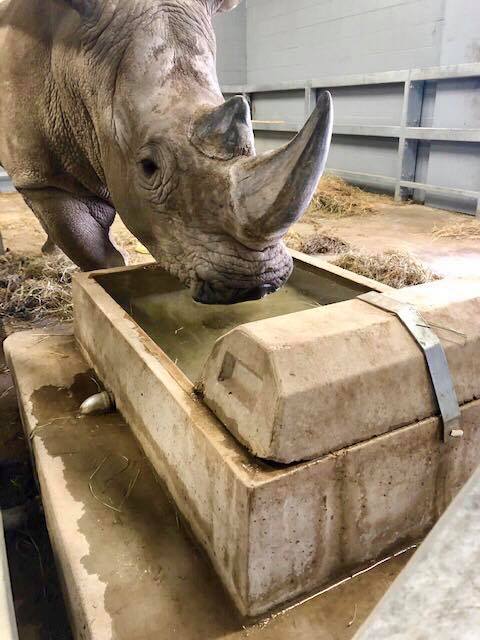 Concrete livestock water trough in use at an animal watering area