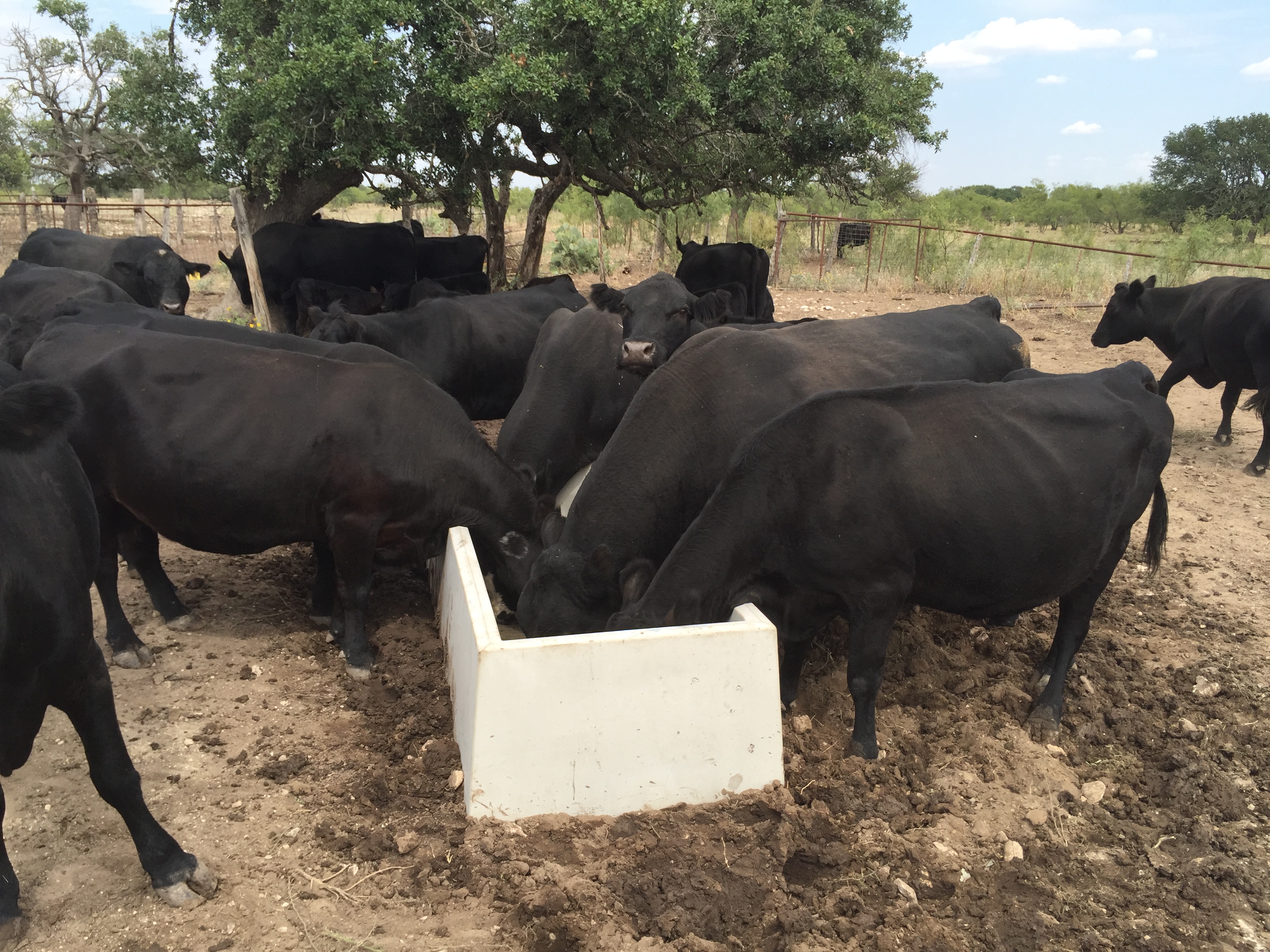 Concrete livestock watering trough installed on a ranch