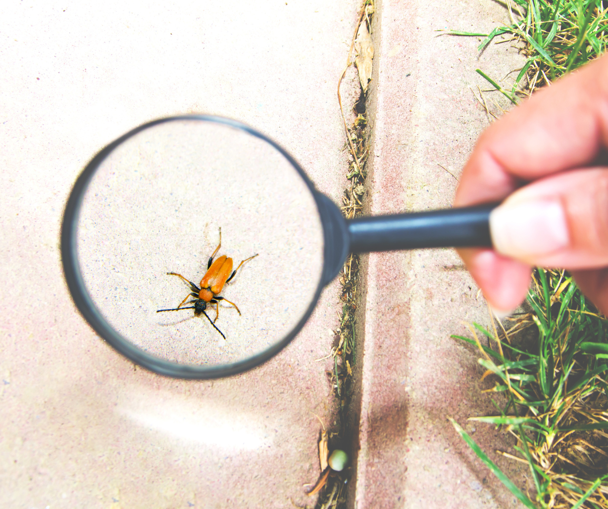 Identifying insects for effective pest management