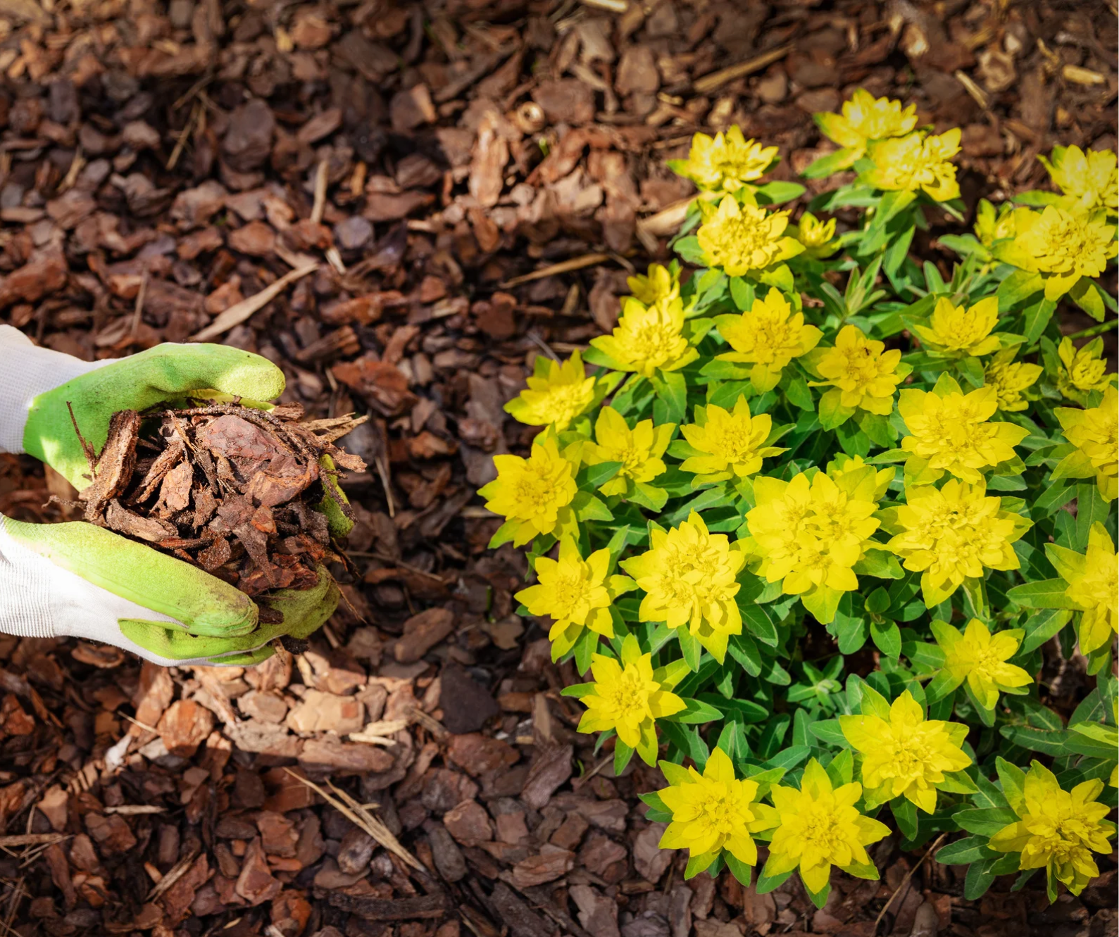 Landscape fabric covered with mulch around plants