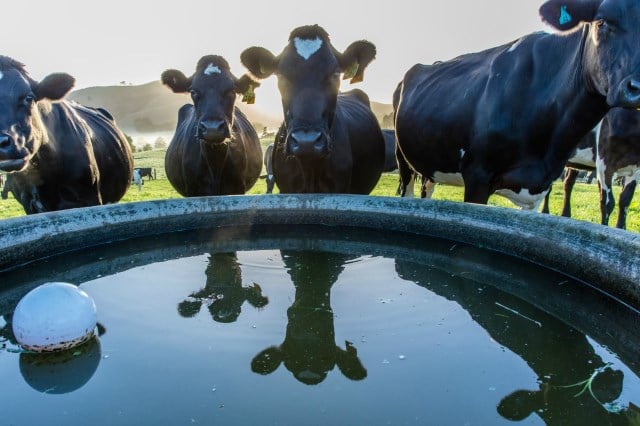 Livestock poly water trough for cattle watering