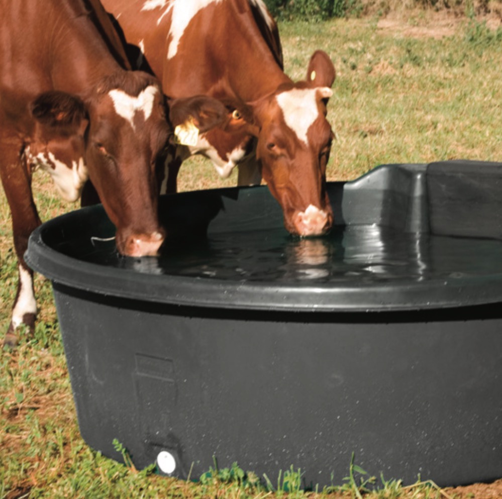 Cattle using a polyethylene livestock water trough