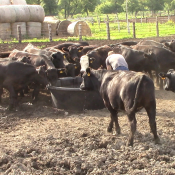 Poly livestock watering tub in use on a farm or ranch